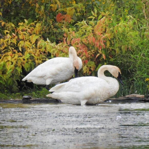 8x10 Trumpeter Swans Oil Painting‎ Photography Art Print - Picture 5 of 5